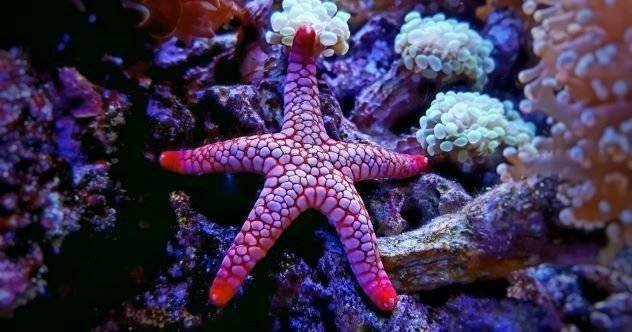 10 descobertas médicas impossíveis de recife encontradas no oceano